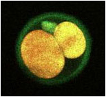 Mouse egg cell stained with Square-655 and Square-460