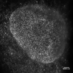 STED image of HeLa-M cell nuclei labeled with primary antibody mAB414 and a secondary antibody labeled with SeTau-647
